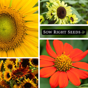 Sow Right Seeds Lemon Queen Sunflower packet brightens gardens and supports pollinator-friendly spaces.