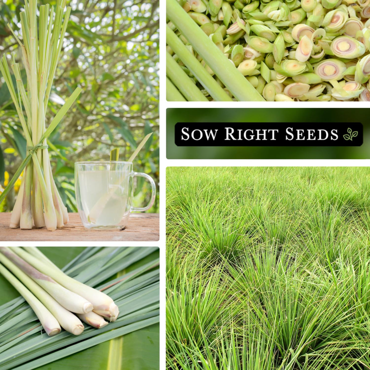 Fresh lemongrass aroma in kitchen from home garden