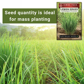 Lemongrass growing to 3–5 feet tall in full sun