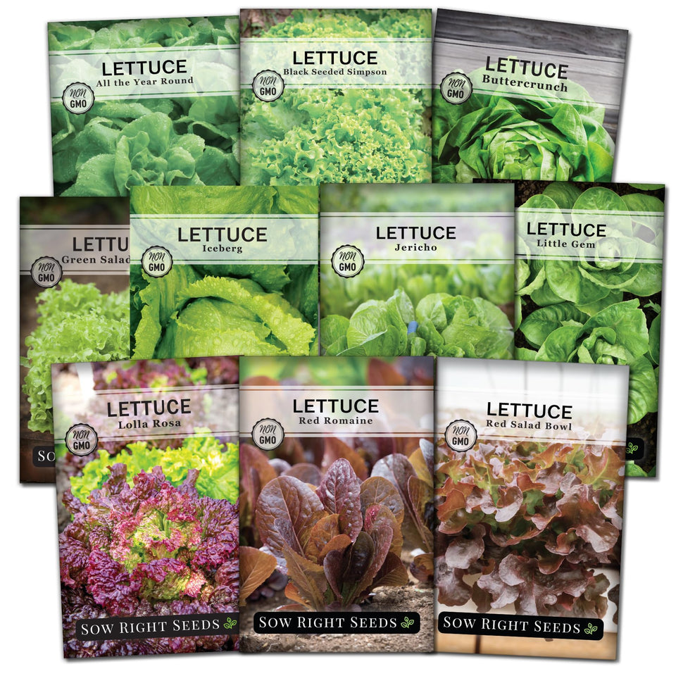 Sow Right Seeds lettuce seed packets with colorful varieties for gourmet salads.