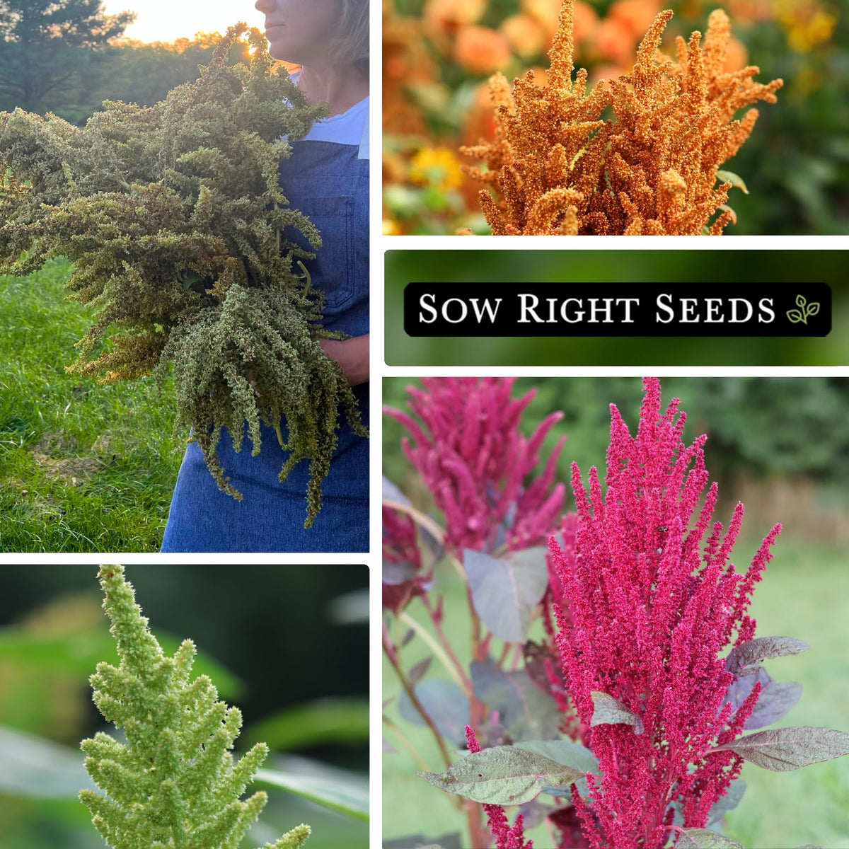 Sow Right Seeds Love Lies Bleeding amaranth seeds for striking red tassels and cut flowers.