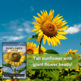 Sow Right Seeds Mammoth Sunflower attracts birds to feed on seeds.