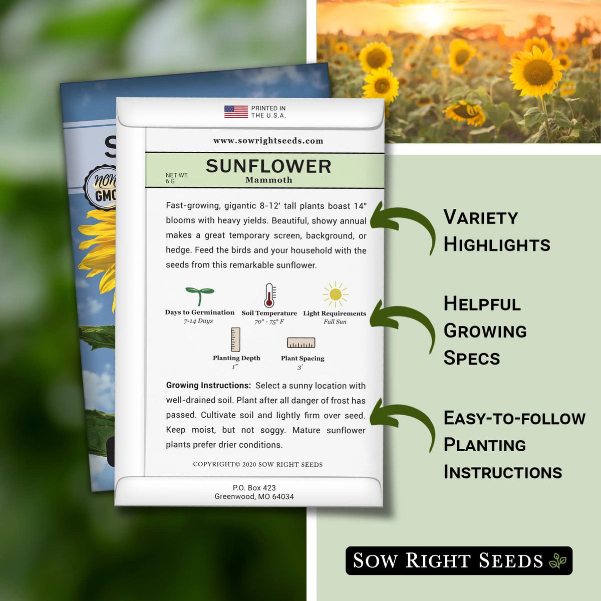 Sow Right Seeds Mammoth Sunflower germination in warm soil encourages sprouts