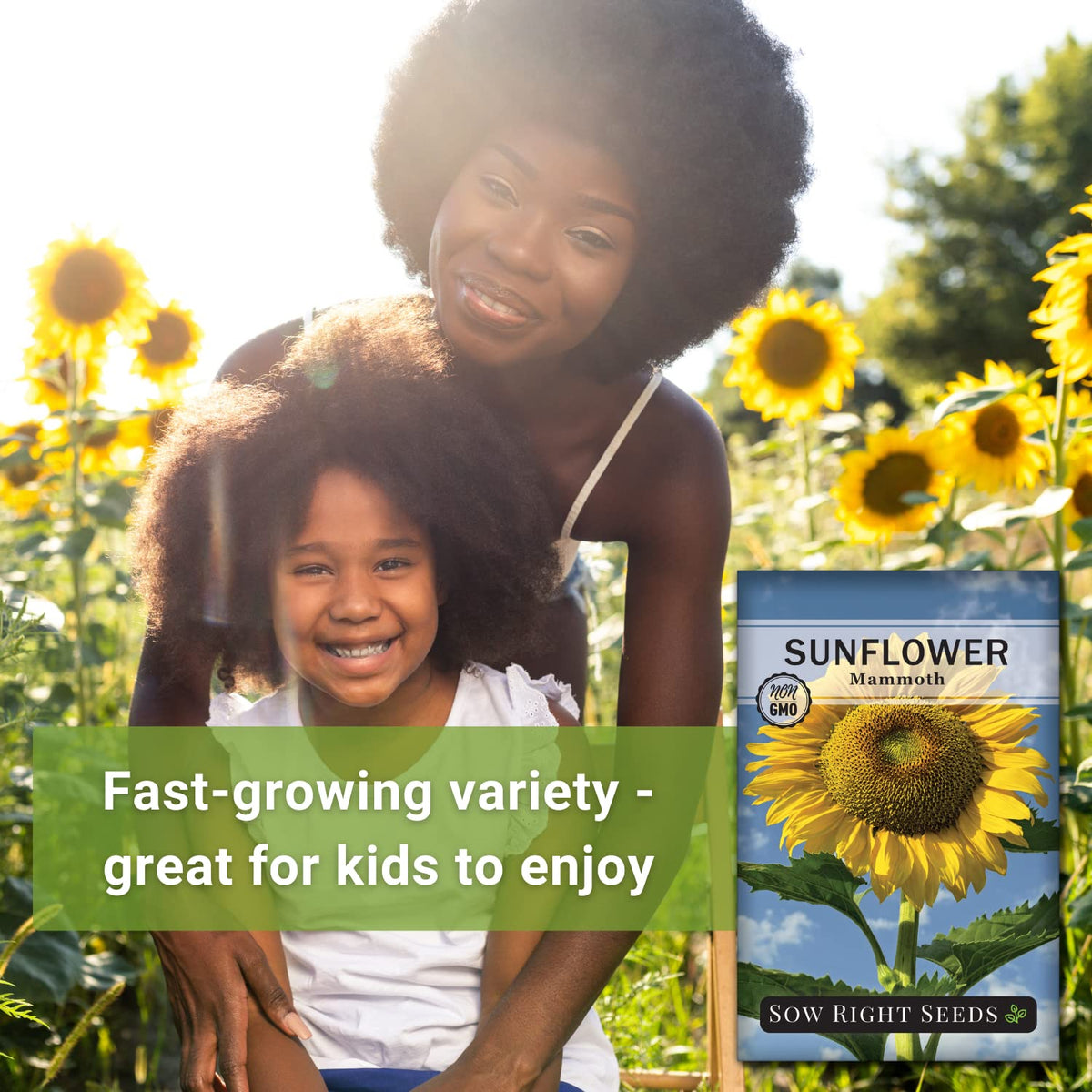 Sow Right Seeds Mammoth Sunflower tall bloom reaching toward the sun in a garden
