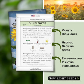 Sow Right Seeds Mammoth Sunflower plant growth shows dramatic 8-12 ft height.