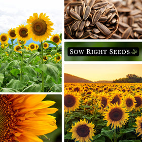 Sow Right Seeds Mammoth Sunflower attracting bees and butterflies in bloom