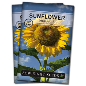 Sow Right Seeds Mammoth Sunflower seed packet ready for planting and seed saving