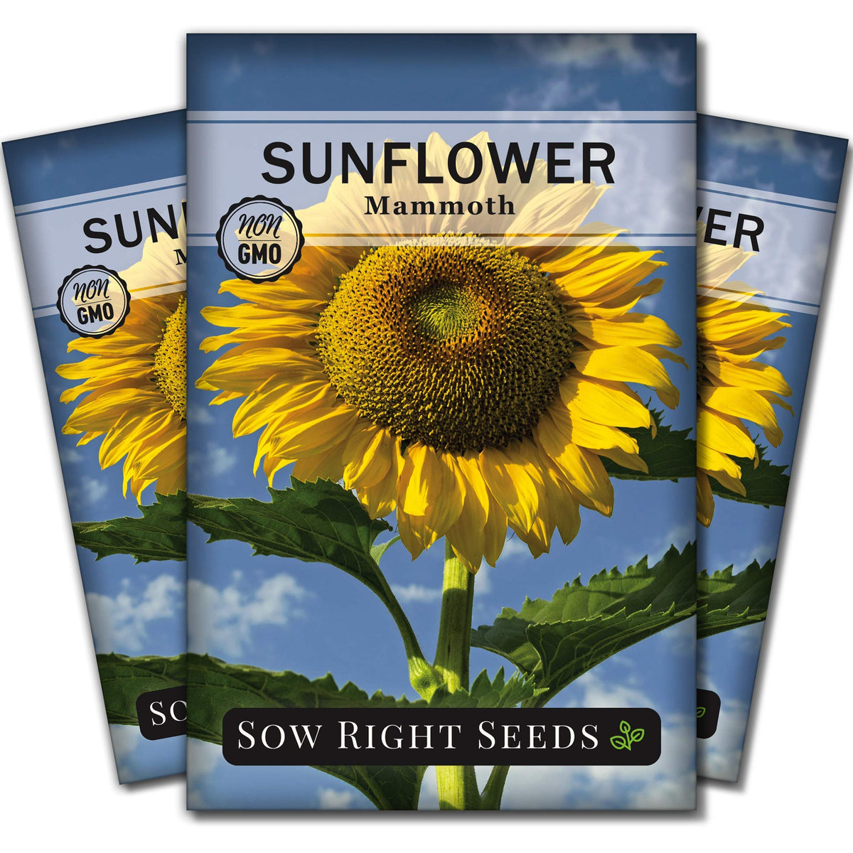 Sow Right Seeds Mammoth Sunflower seed packet ready for planting in a sunny bed.