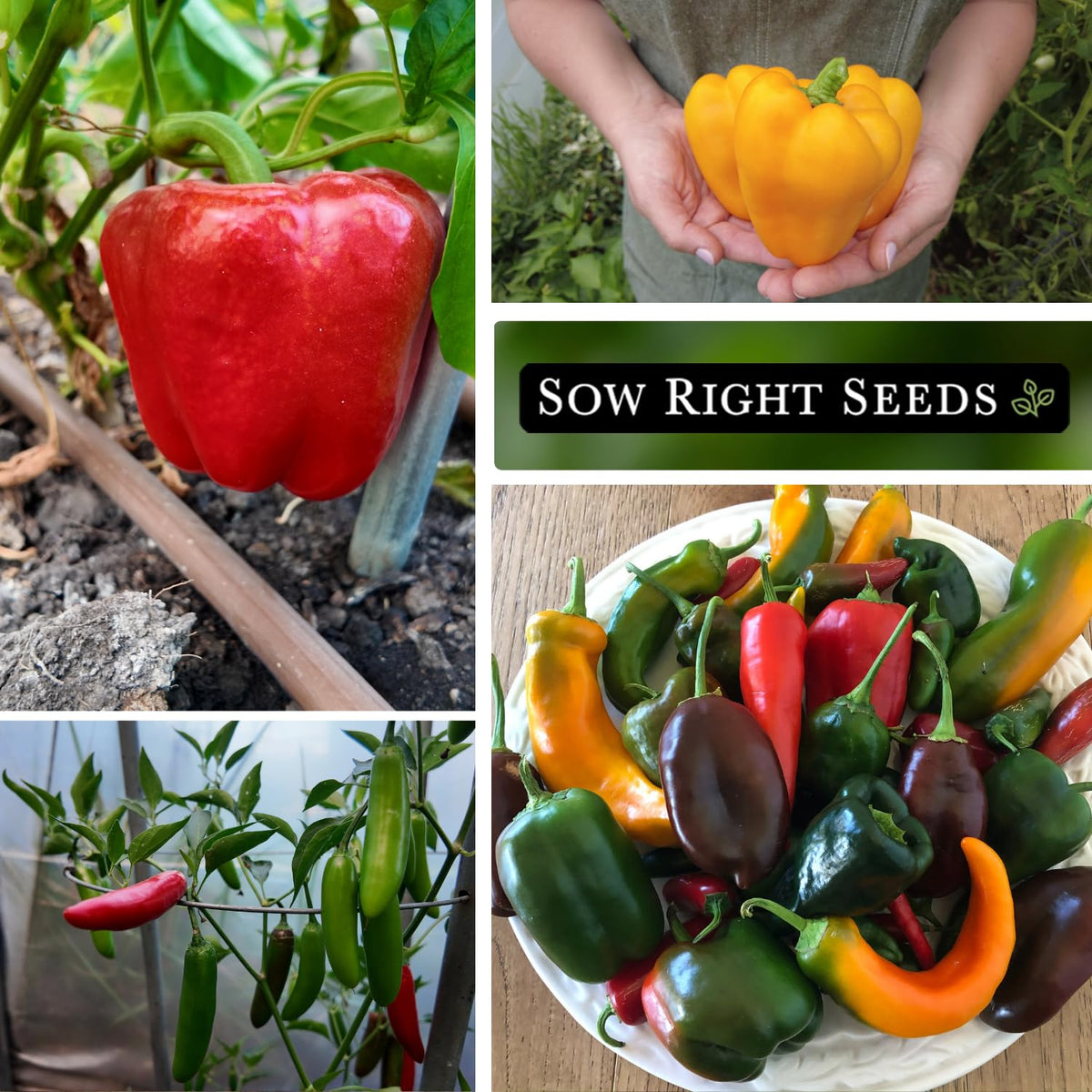 Sow Right Seeds Marconi Red pepper packet for abundant, flavorful peppers.