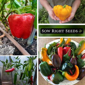 Sow Right Seeds Marconi Red pepper packet for abundant, flavorful peppers.