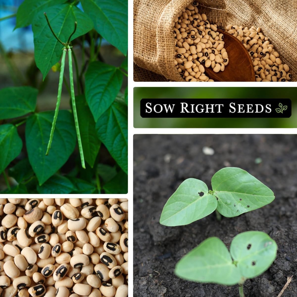 Sow Right Seeds maturity-80-to-100-days timing helps garden planning and harvest timing.