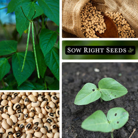 Sow Right Seeds maturity-80-to-100-days timing helps garden planning and harvest timing.