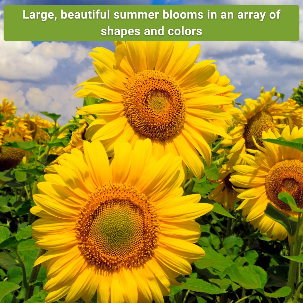 Sow Right Seeds Mexican Sunflower packet adds bold color and attracts beneficial insects.