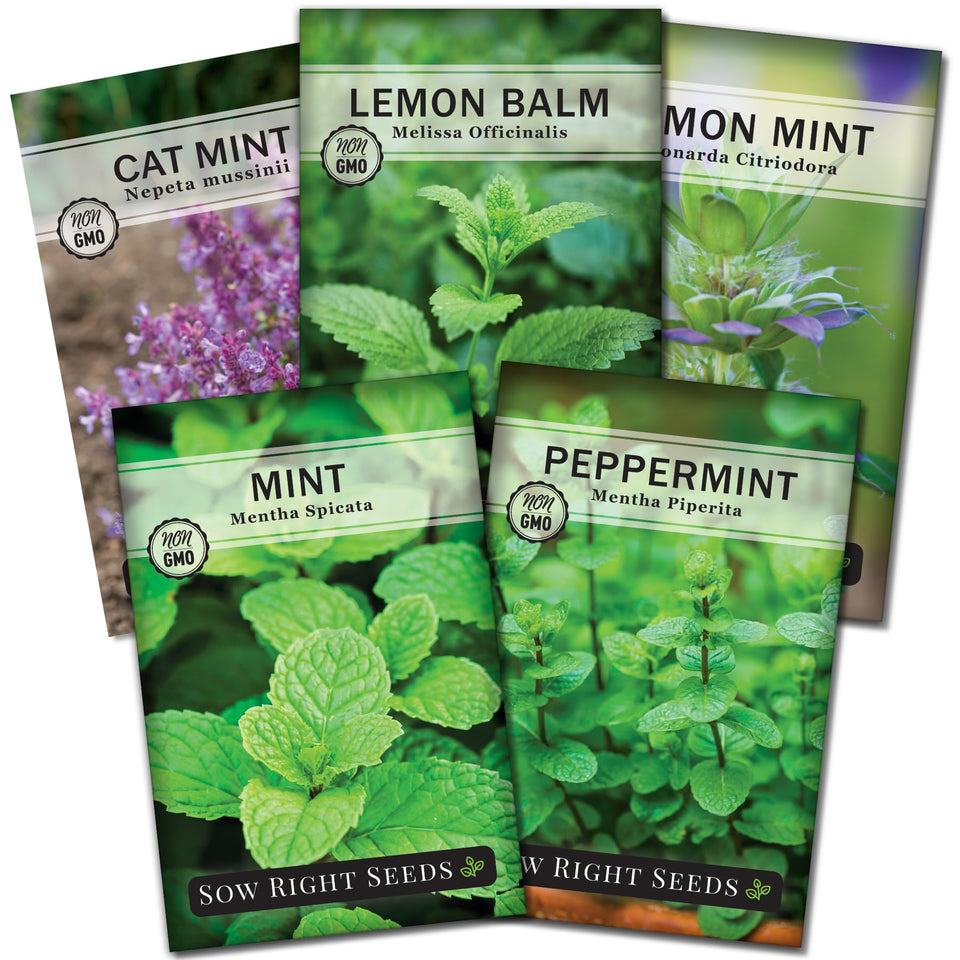 Sow Right Seeds mint collection packet showing five varieties for beginner gardeners