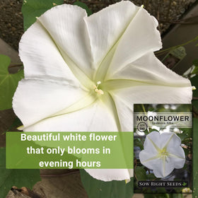 Moonflower bloom close-up highlighting white trumpet petals and night opening
