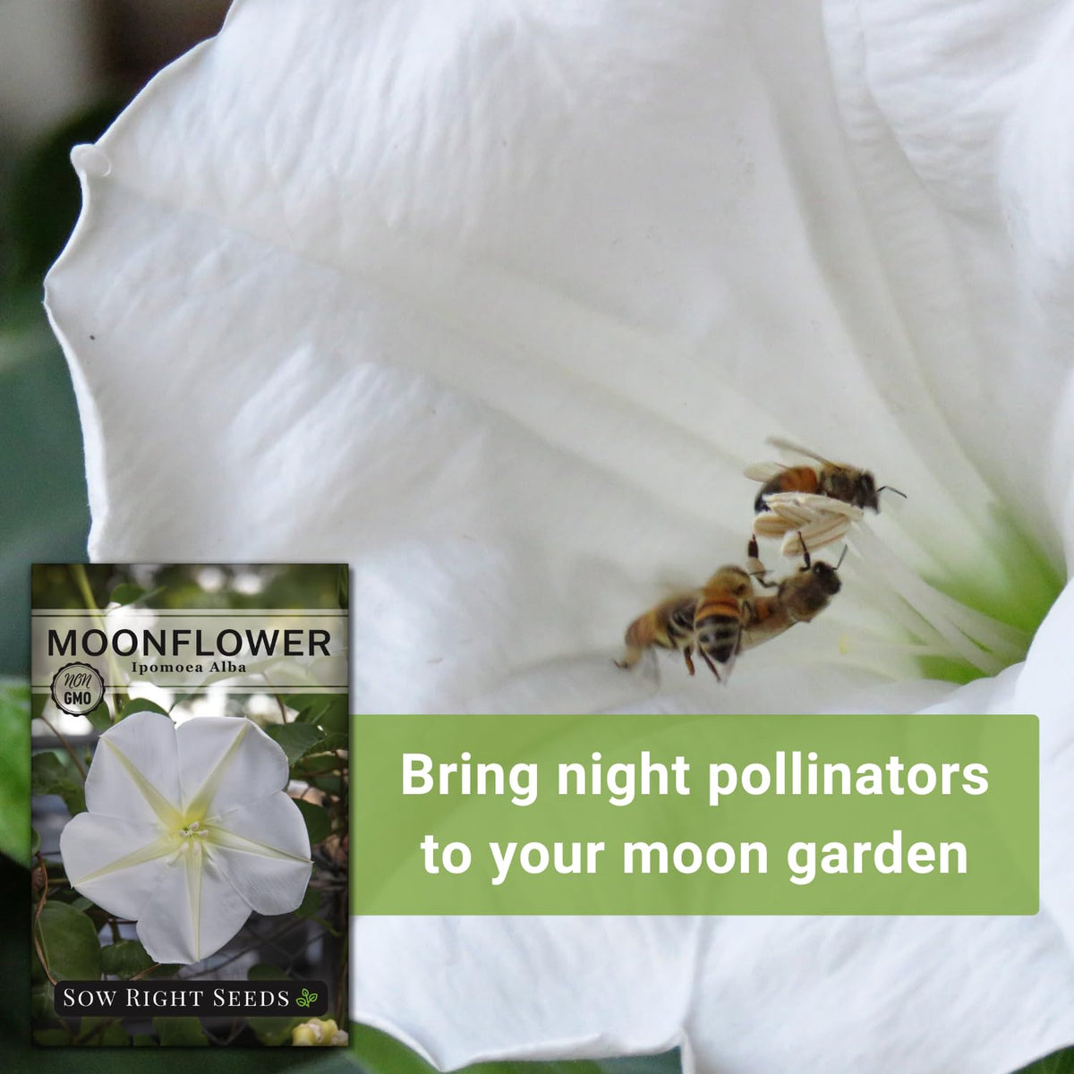 Moonflower seeds germinating in warm soil after 5-10 days
