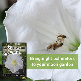 Moonflower seeds germinating in warm soil after 5-10 days