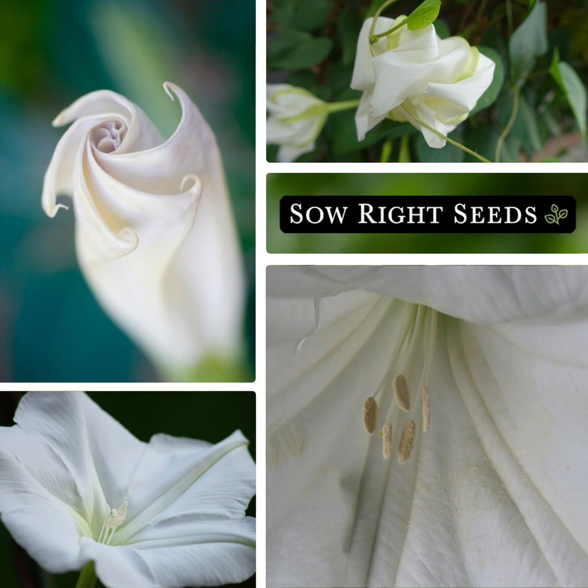 Moonflower mature plant 1-4 ft spread in sunny garden, ready for trellis