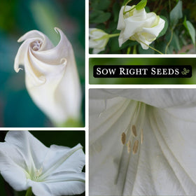 Moonflower mature plant 1-4 ft spread in sunny garden, ready for trellis