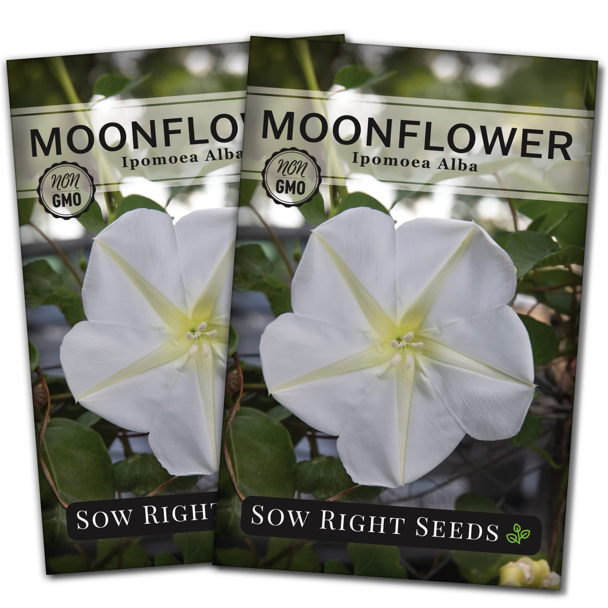 Sow Right Seeds Moonflower seeds packet showing premium heirloom selection for vibrant summer blooms