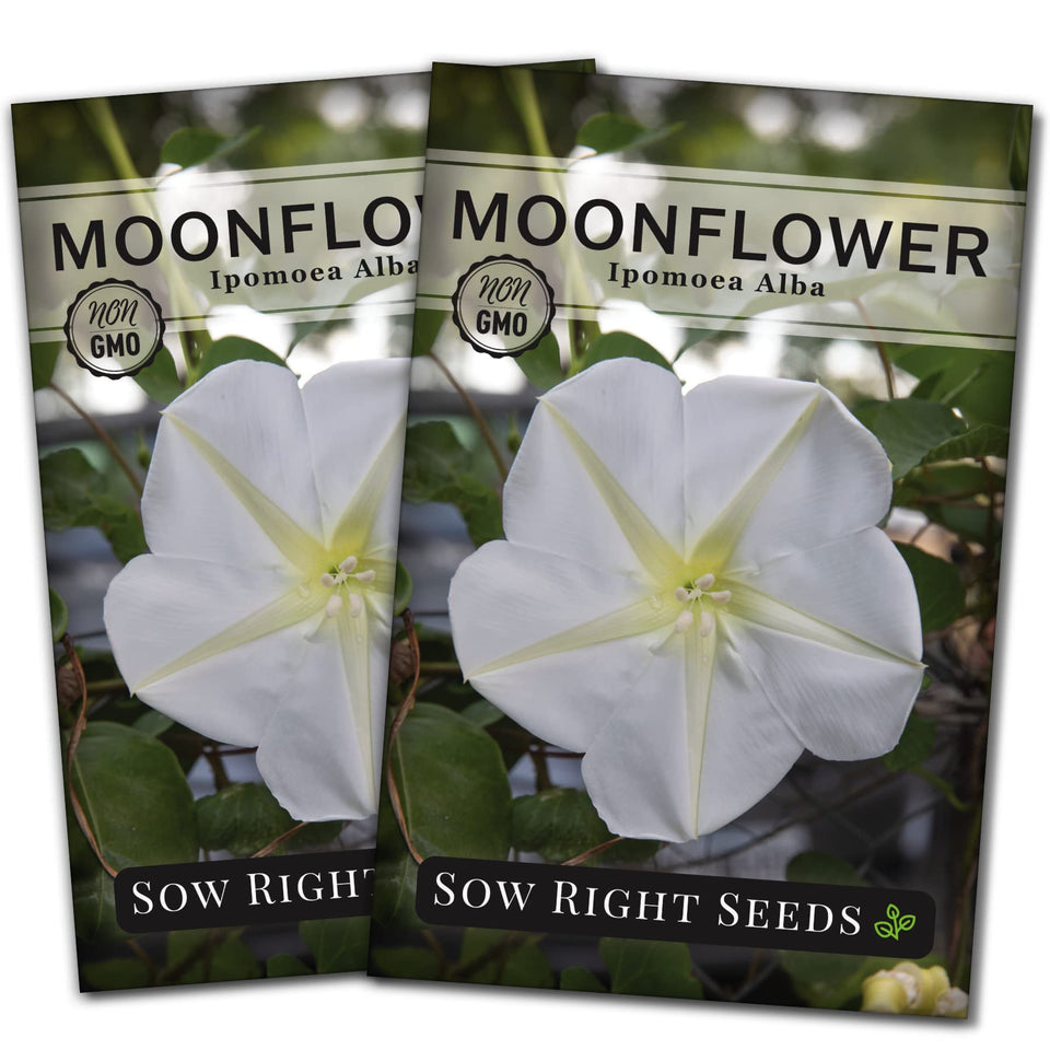 Sow Right Seeds Moonflower seeds packet showing premium heirloom selection for vibrant summer blooms