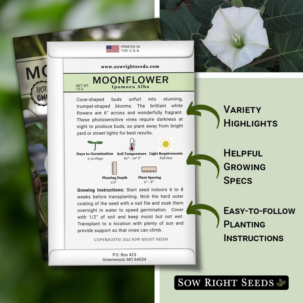 Moonflower climbing vine on trellis at dusk displaying dramatic evening blooms