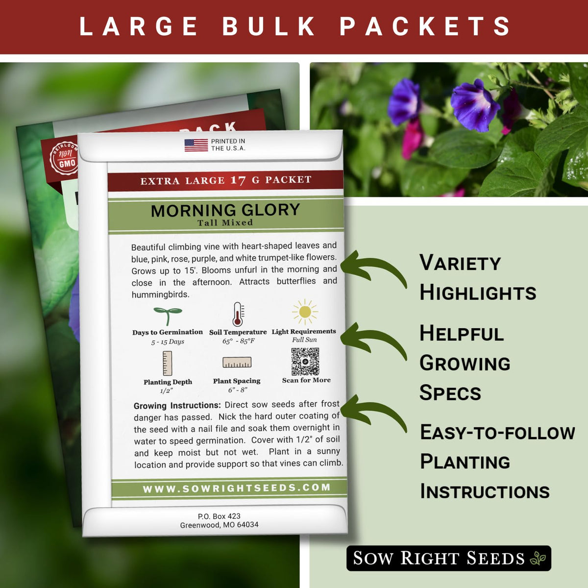 Sow Right Seeds morning glory vine on trellis showing fast climber.
