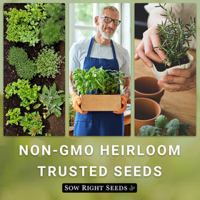 Sow Right Seeds non-GMO heirloom cilantro seeds for trusted culinary herbs.