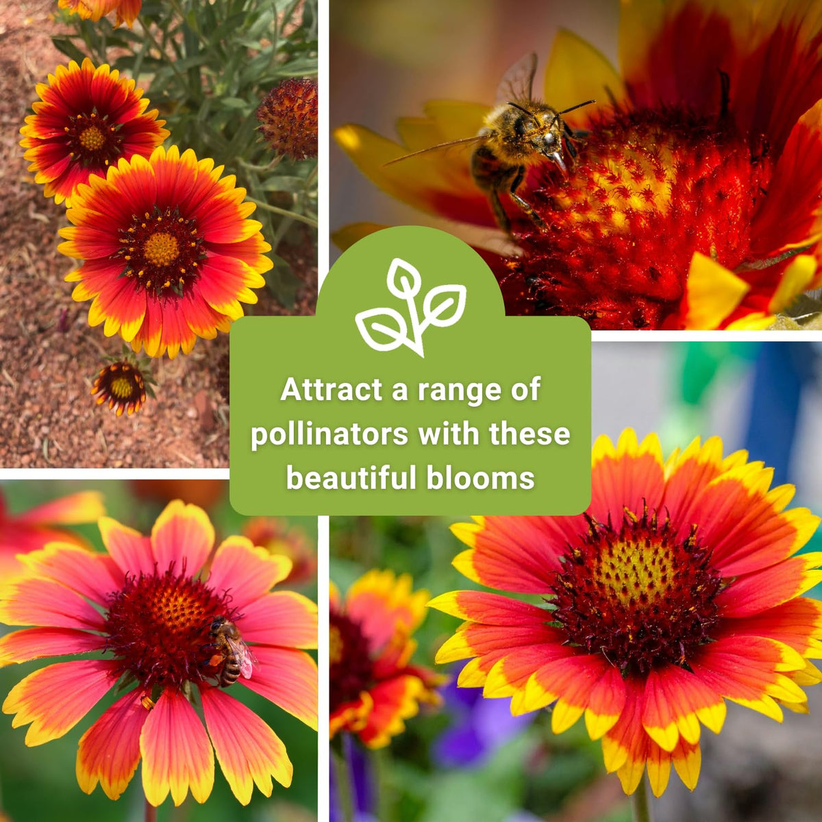 Sow Right Seeds non-GMO heirloom Gaillardia for sustainable garden color