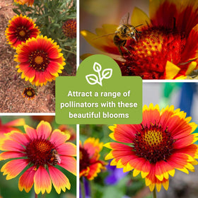 Sow Right Seeds non-GMO heirloom Gaillardia for sustainable garden color