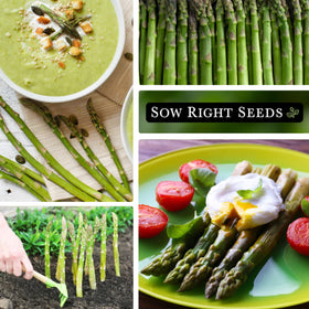 Sow Right Seeds non-GMO heirloom Mary Washington asparagus