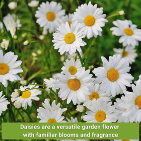 Sow Right Seeds painted daisy packet cheerful red and pink color