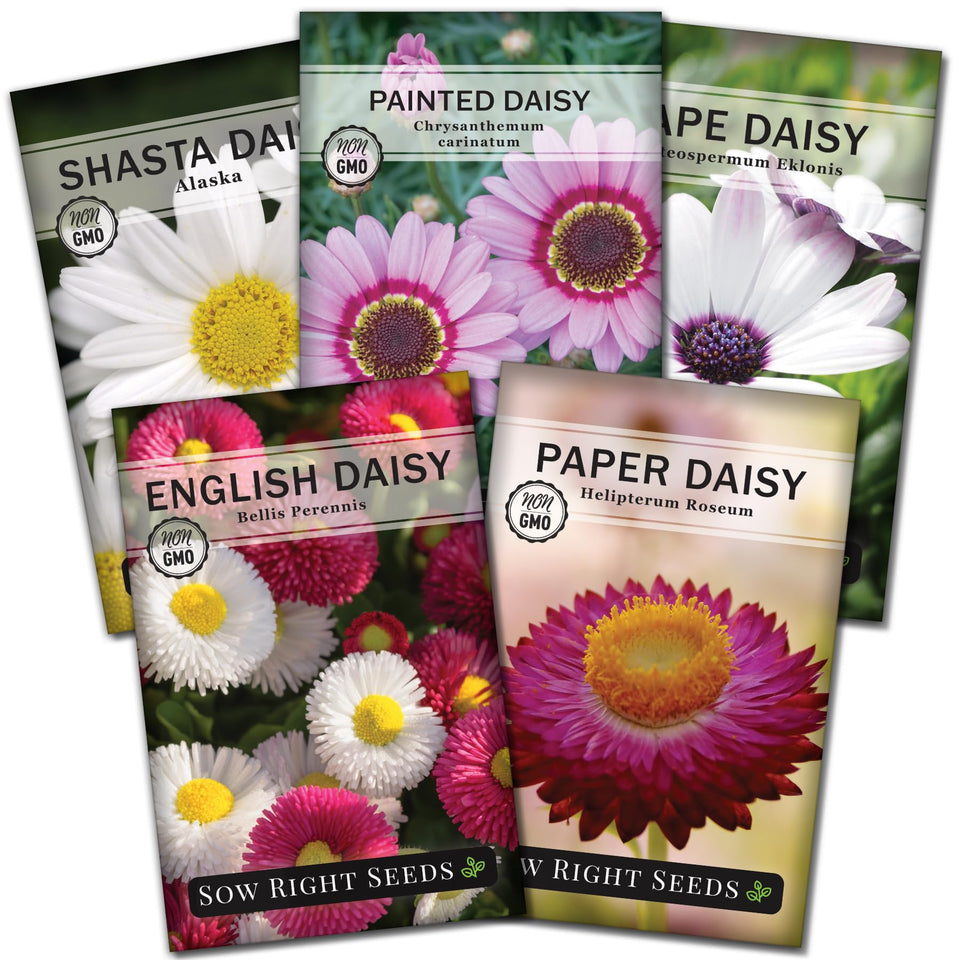 Sow Right Seeds paper daisy packet with sunny blooms for pollinator gardens