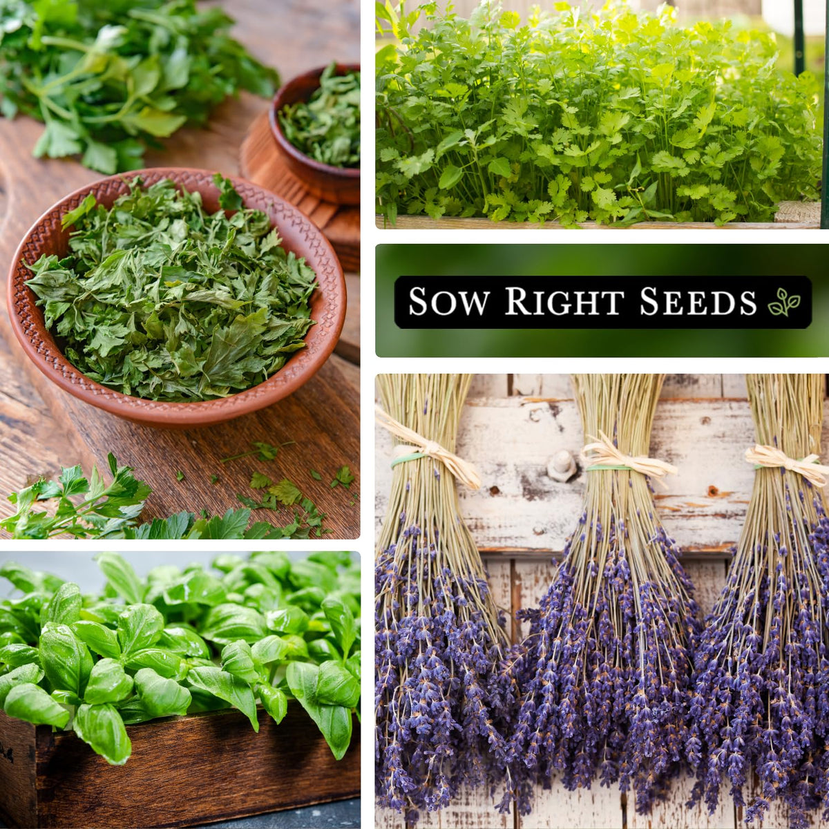 Sow Right Seeds parsley seed packets for versatile garnish and fresh flavor.