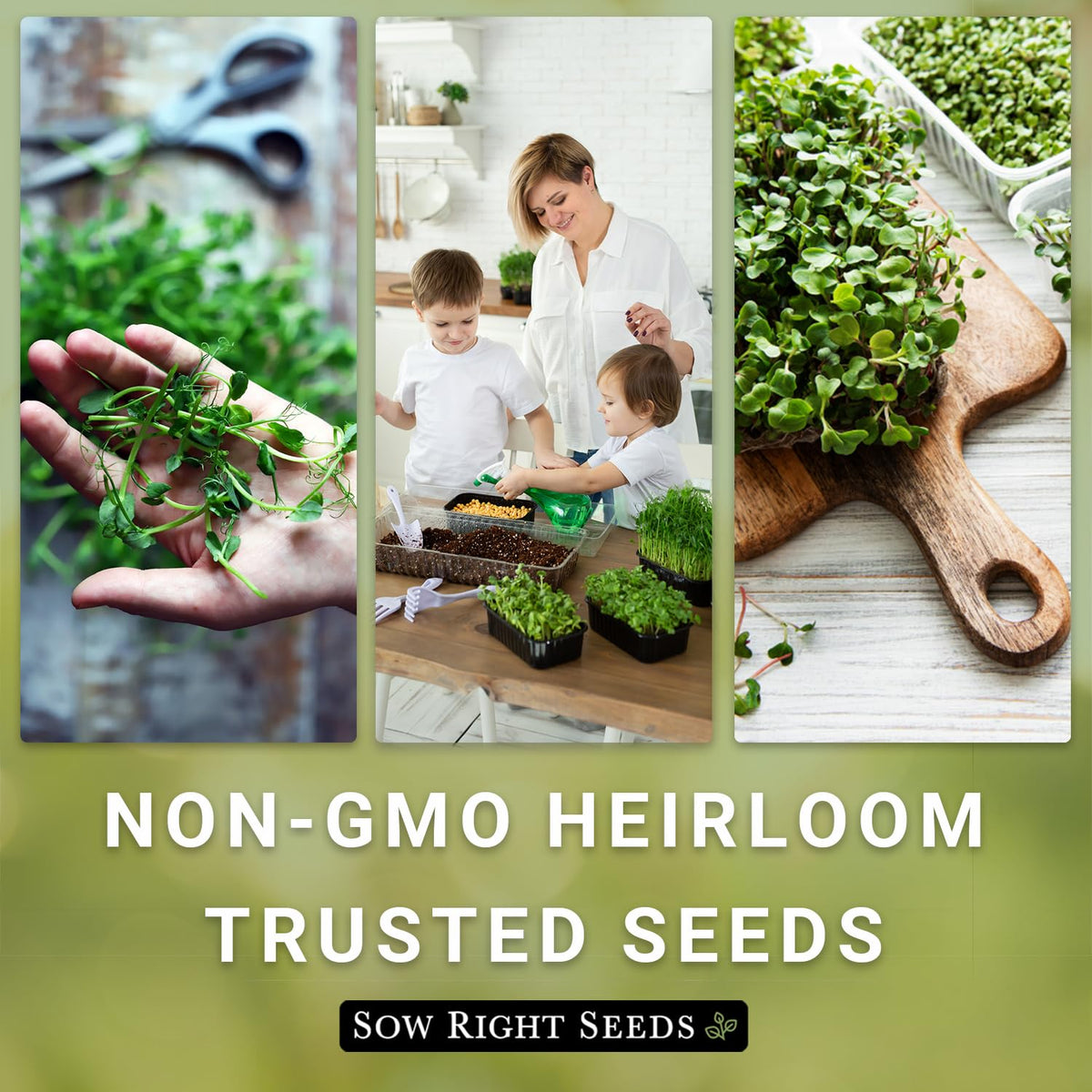 Sow Right Seeds pea microgreens packets delivering sweet crunch for meals
