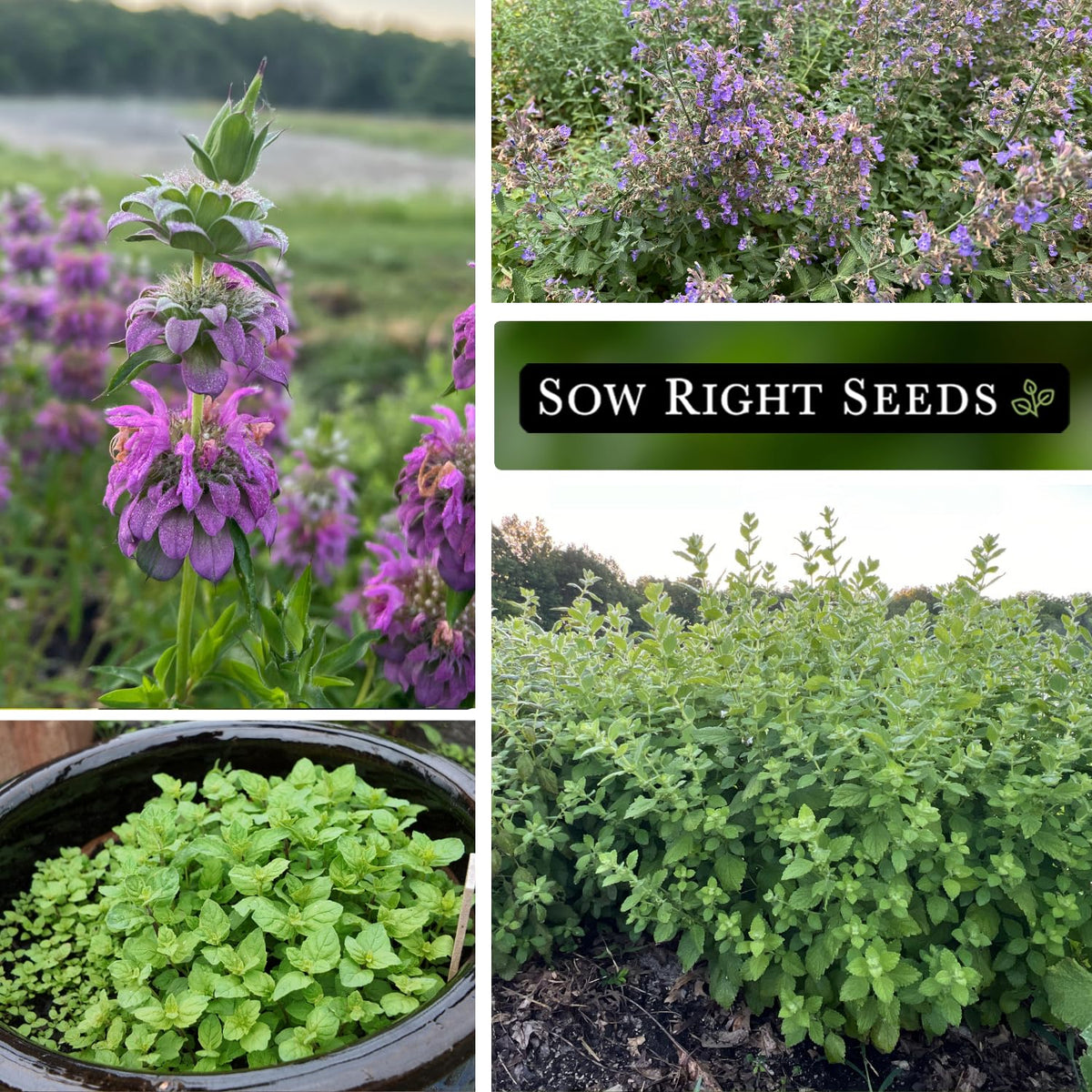 Sow Right Seeds peppermint packet supports refreshing beverages