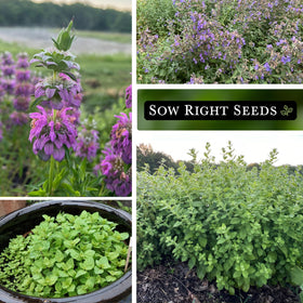 Sow Right Seeds peppermint packet supports refreshing beverages