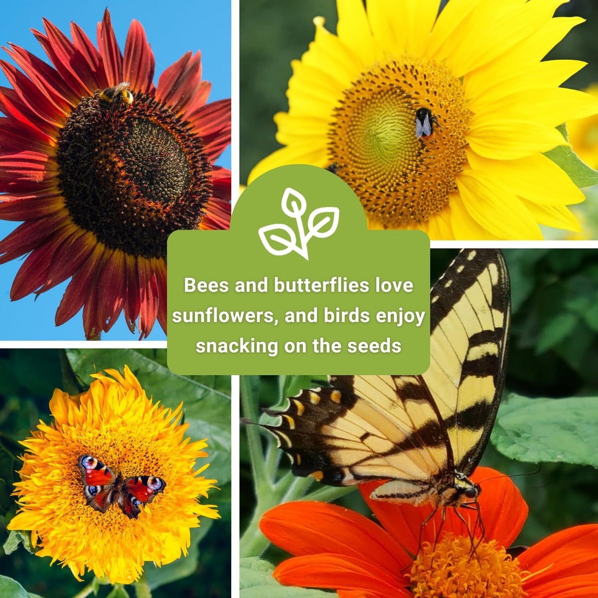 Sow Right Seeds Peredovik Sunflower packet delivers reliable germination for a classic edible-seed variety.
