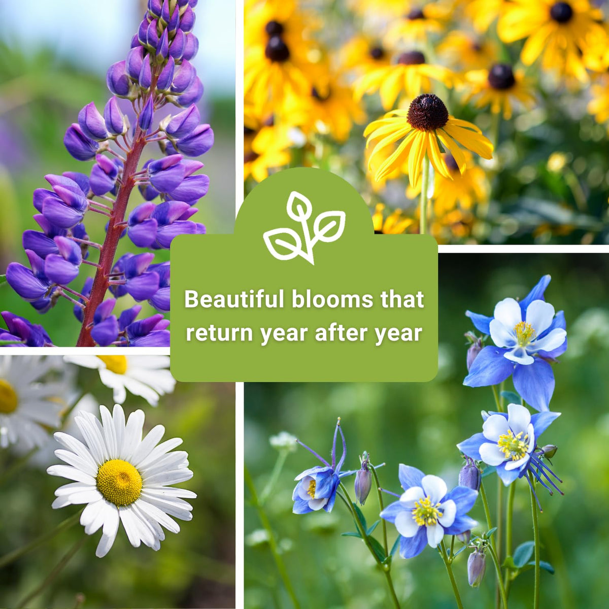 Sow Right Seeds Black-eyed Susan pack provides perennial color.