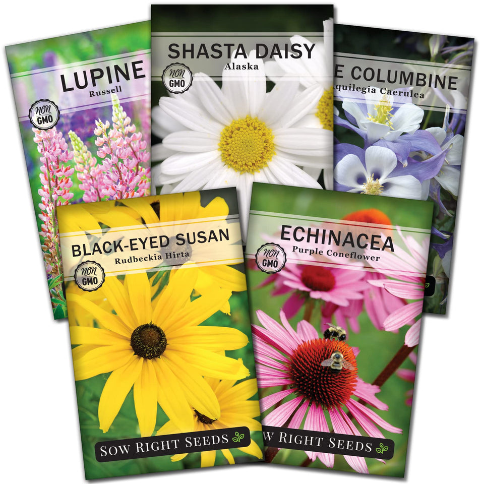 Sow Right Seeds purple coneflower pack for pollinator-friendly borders.