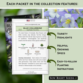 Sow Right Seeds russell lupine pack adds vertical color to borders.