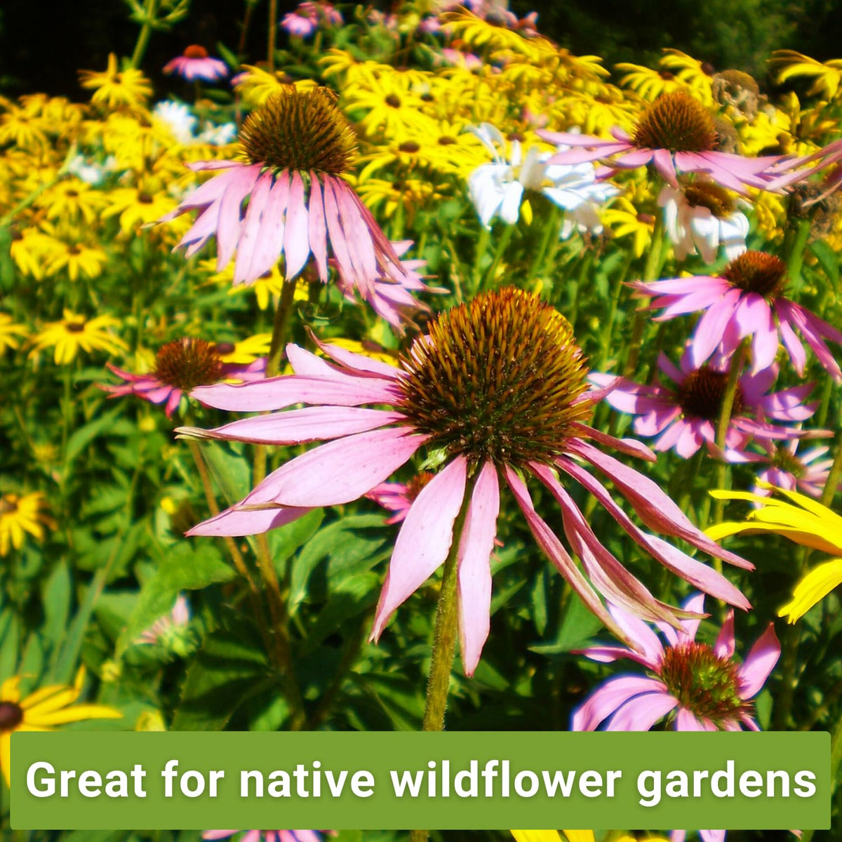 Sow Right Seeds Shasta daisy pack provides easy cut flowers.