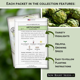 Sow Right Seeds artichoke plant early growth ready for a bountiful future harvest