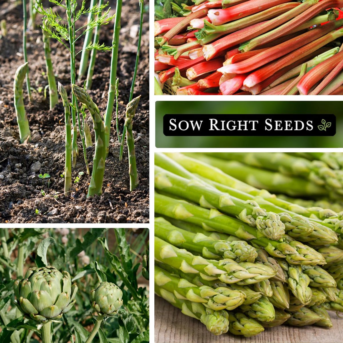 Sow Right Seeds rhubarb plant with emerging stalks signaling a fresh spring harvest