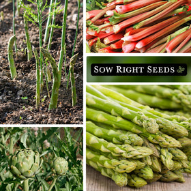 Sow Right Seeds rhubarb plant with emerging stalks signaling a fresh spring harvest