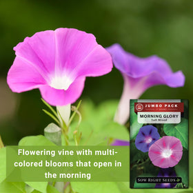Sow Right Seeds pollinator-friendly blooms attracting butterflies and bees.