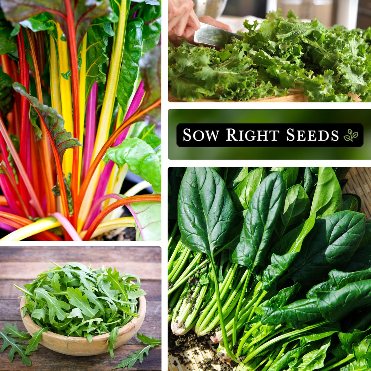 Sow Right Seeds Power Greens dwarf kale leaves suitable for salads or sautés