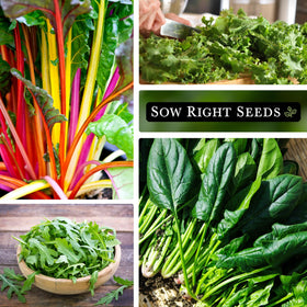 Sow Right Seeds Power Greens dwarf kale leaves suitable for salads or sautés
