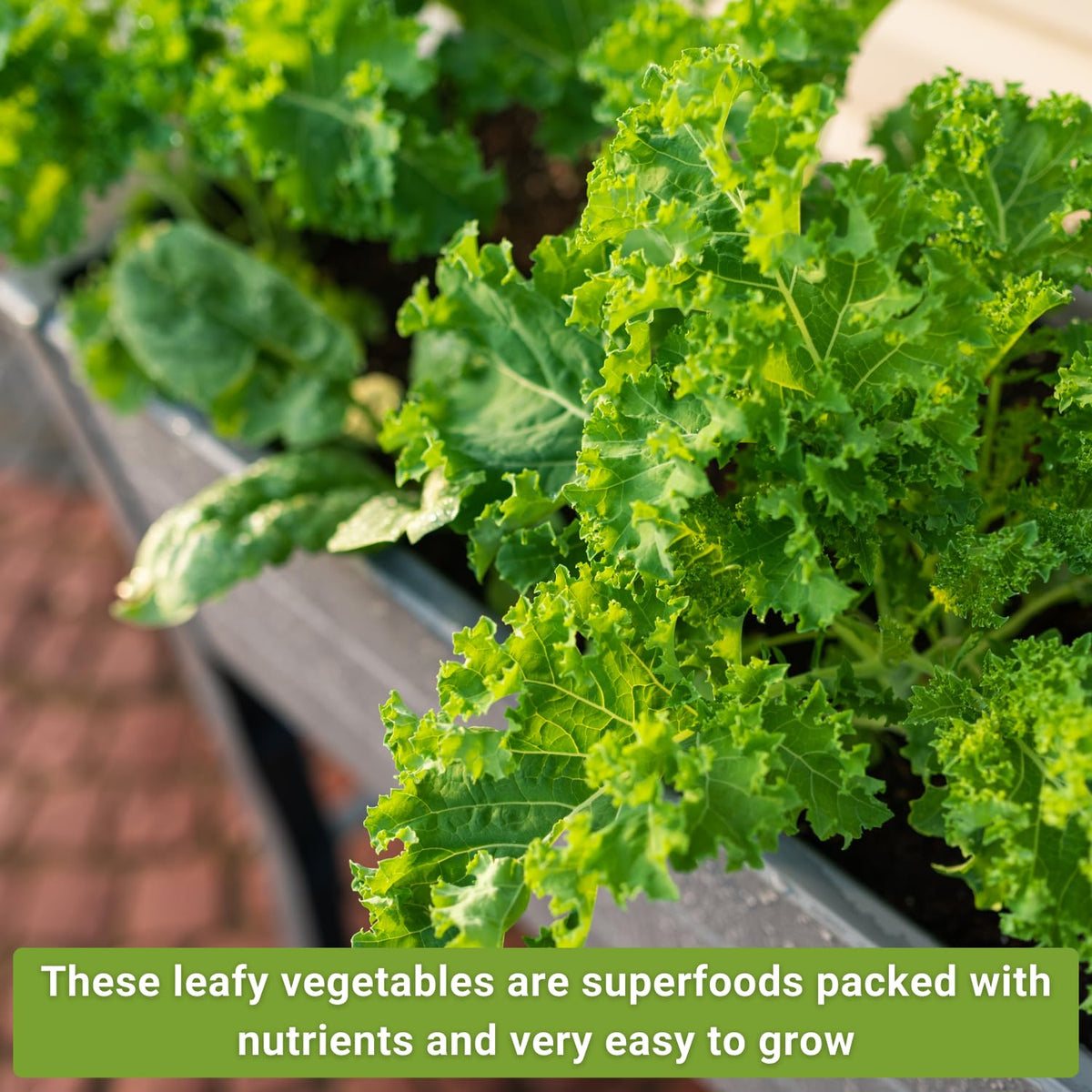 Sow Right Seeds Power Greens Greenwave mustard greens bright, spicy greens in view