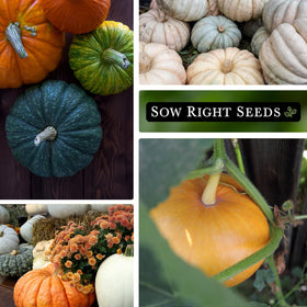 Sow Right Seeds germination-ready pumpkin seeds for 7-14 days in warm soil.